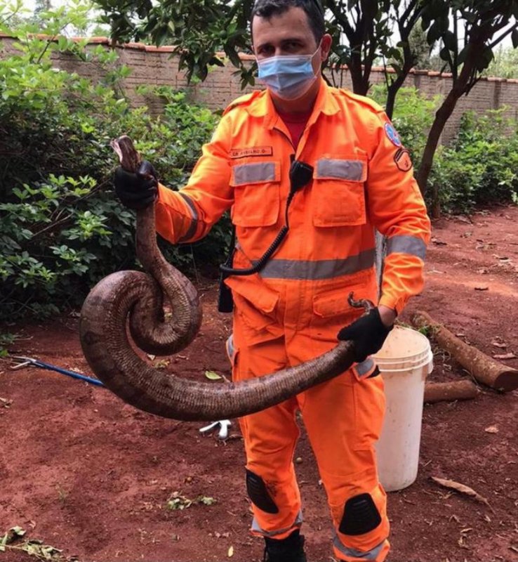 Serpente é capturada em empresa de lanternagem em Betim