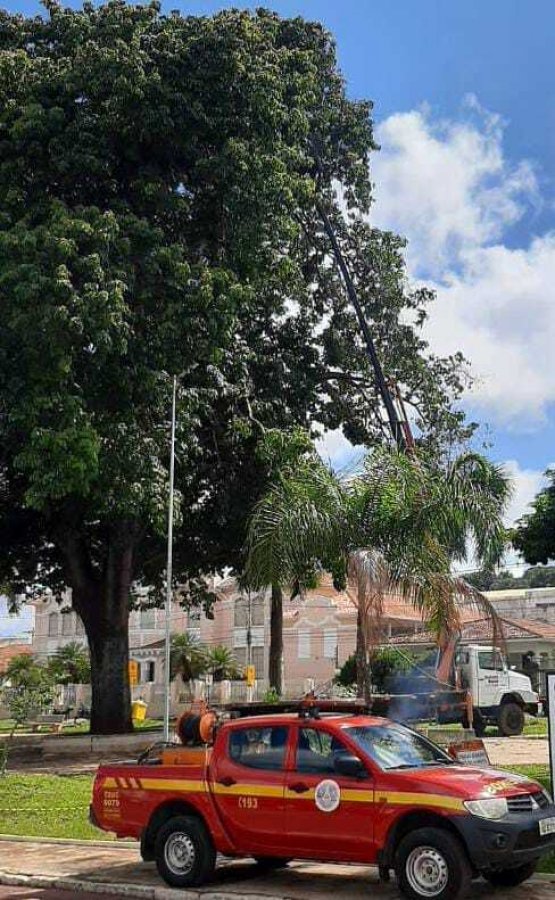 12º Batalhão de Bombeiros  faz retirada de galhos de árvore de grande porte na Avenida Getúlio Vargas