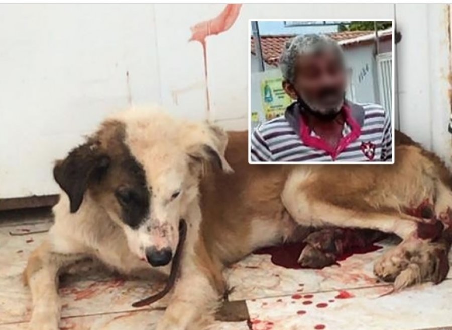 ASFIPA resgata cachorro com fratura exposta que era agredido pelo próprio dono em João Pinheiro