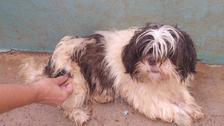 Vigilância Ambiental de Patos de Minas resgata 20 cães vítimas de maus tratos