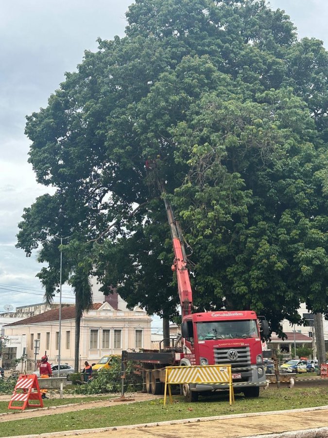  Árvore que apresentava sinais de instabilidade, com risco de queda parcial ou total foi cortada no centro da cidade